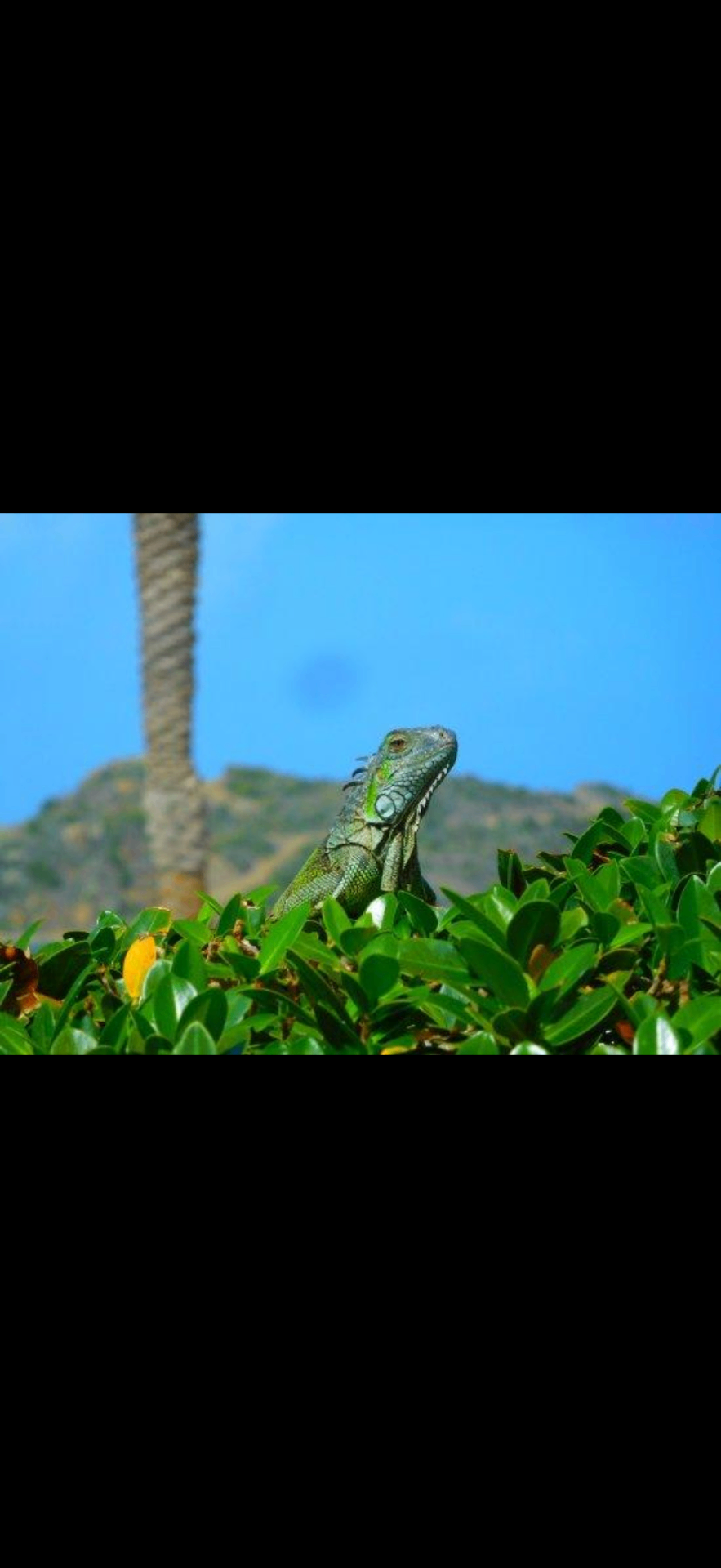 Feed the Iguanas